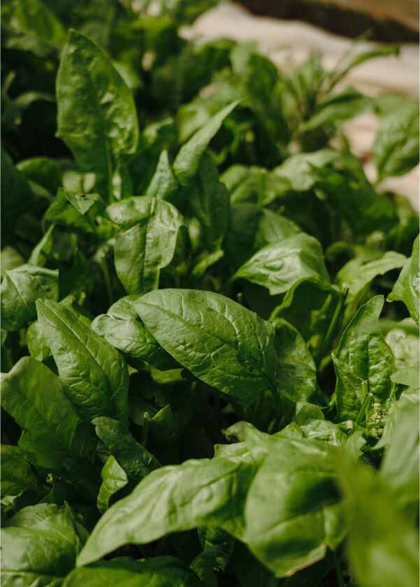 Poster Green leaf 50x70 cm - Grønn