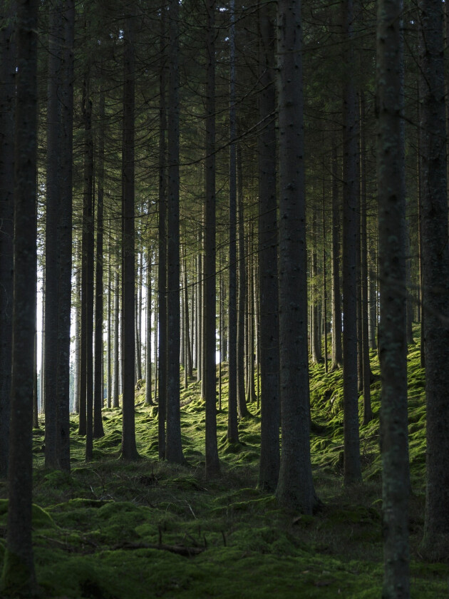 Poster Woods 30x40 cm - Svart/Grønn