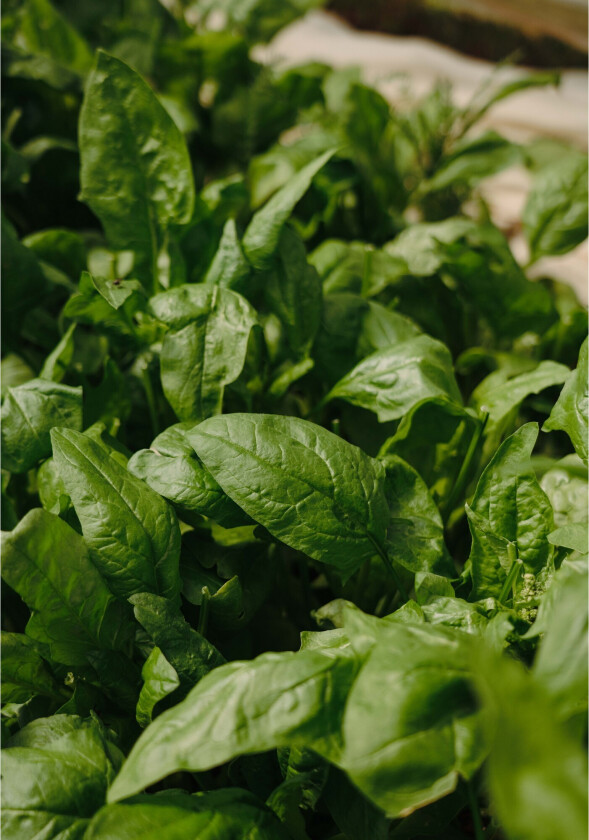 Poster Green leaf 70x100 cm - Grønn