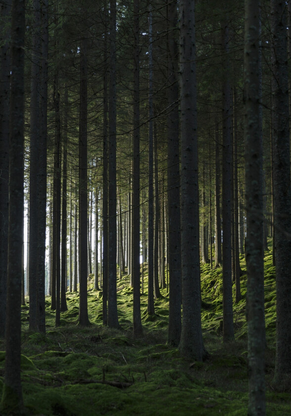 Poster Woods 21x30 cm - Svart/Grønn