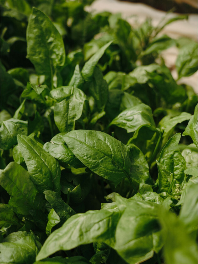 Poster Green leaf 30x40 cm - Grønn