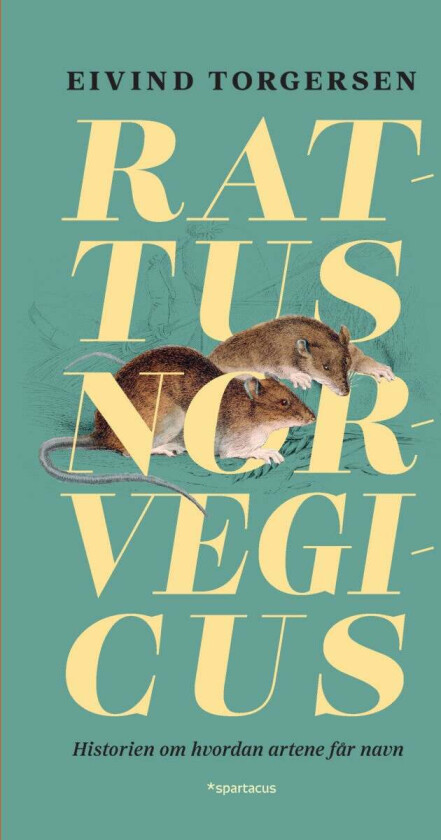 Rattus norvegicus av Eivind Torgersen