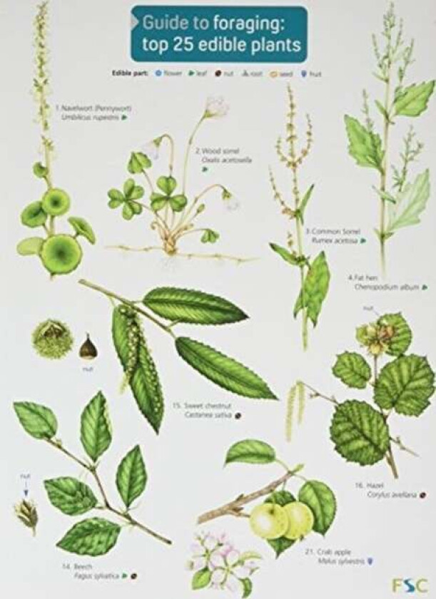 Guide to Foraging: Top 25 Edible Plants av Clare Cremona