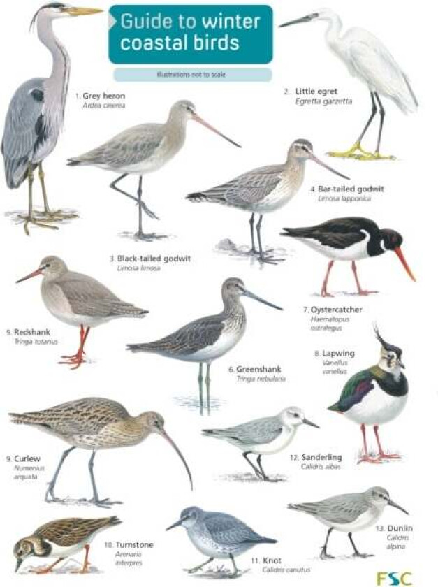 Guide to winter coastal birds av Sue Loughran