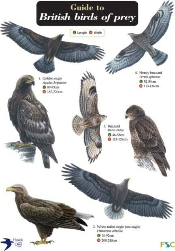 Guide to British Birds of Prey av Simon Norman, Hawk and Owl Trust