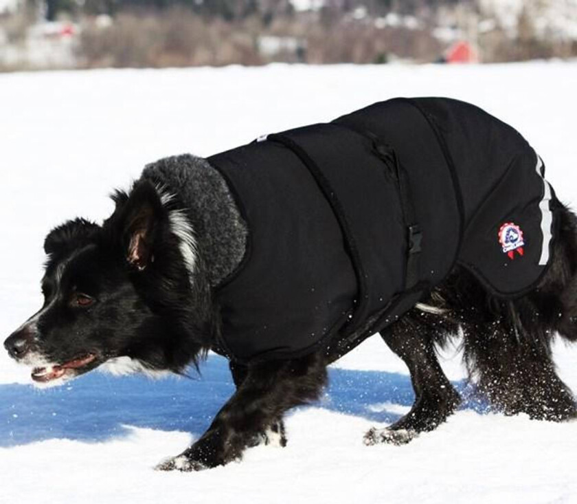 Bilde av Ulldekken Thermo Vinterdekken Hund Grønn - 2XL