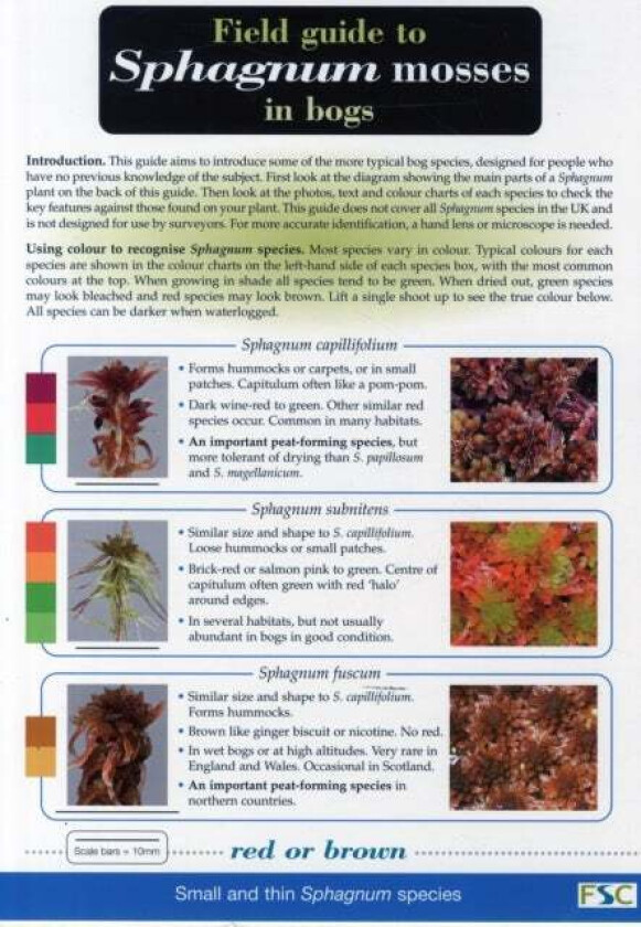 Field Guide to Sphagnum Mosses in Bogs av John O'Reilly, Claire O'Reilly, Ros Tratt