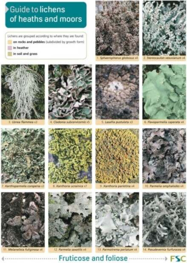 Guide to Lichens of Heaths and Moors av Frank Dobson