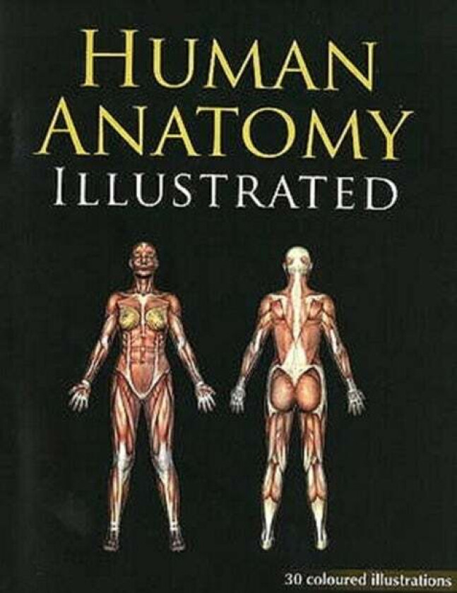 Human Anatomy Illustrated av B Jain Publishers