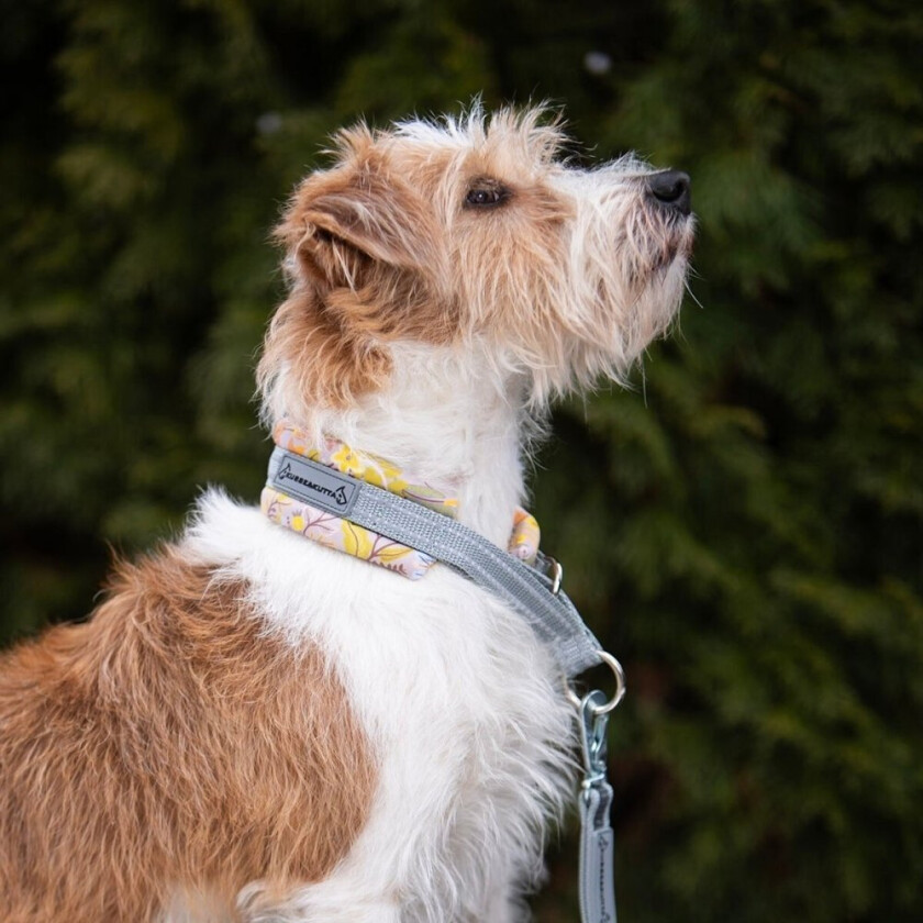 Hundehalsbånd Rosa/Gul (3)