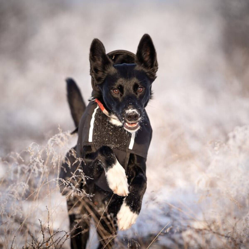 Touring Aktivitetsdekken Hundedekken Ull - M terrier