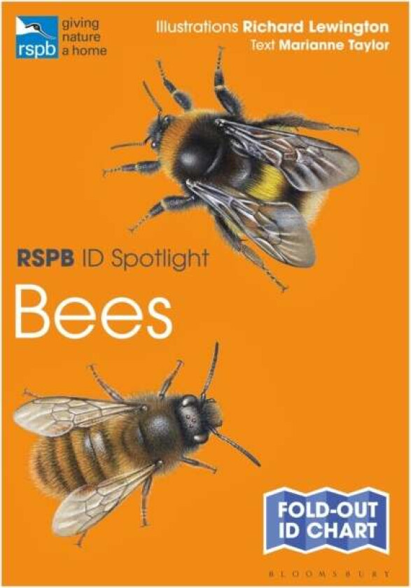 RSPB ID Spotlight - Bees av Marianne Taylor