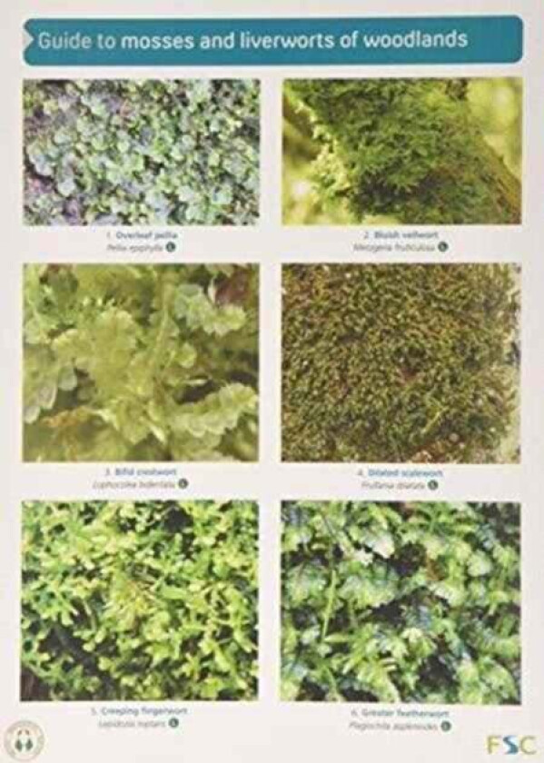 Guide to Mosses and Liverworts of Woodlands av Martin Godfrey