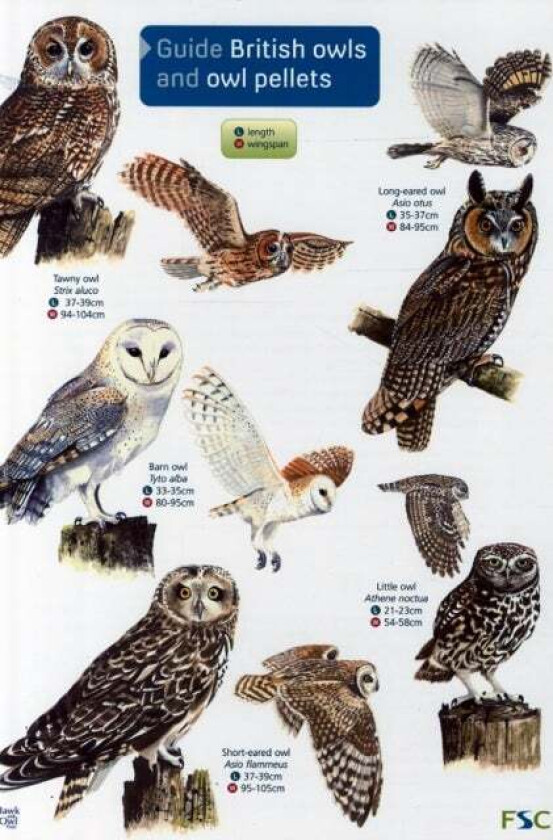 Guide to British Owls and Owl Pellets av Leanne Thomas