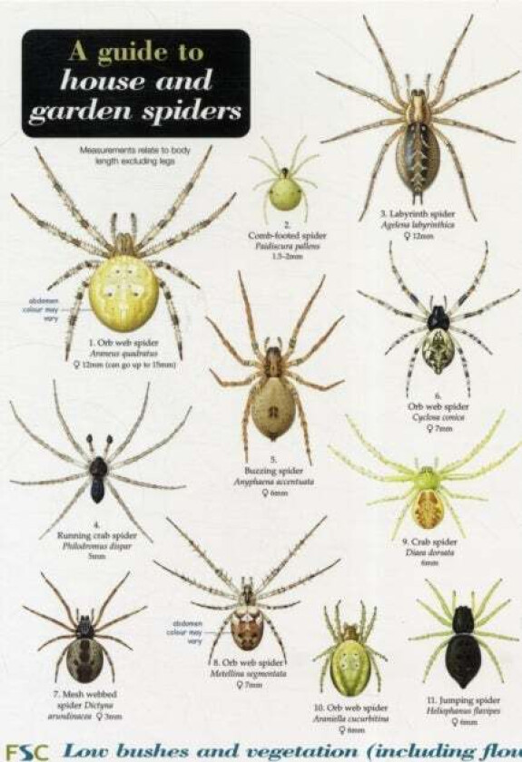 A Guide to House and Garden Spiders av Richard Lewington