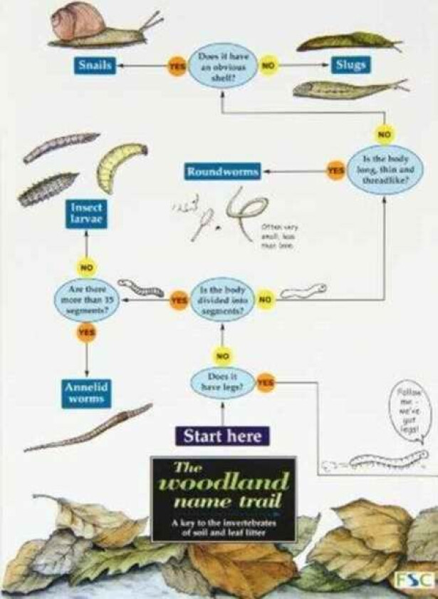 The woodland name trail av Anne Bebbington, etc., Bebbington, Tilling