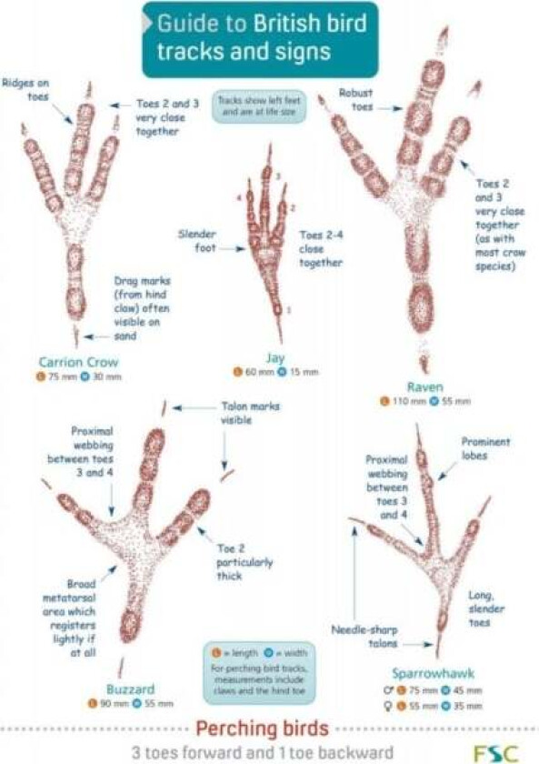 Guide to British bird tracks and signs av Dan Puplett