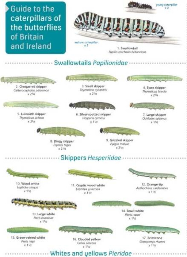 Guide to caterpillars of the butterflies of Britain and Ireland av John Bebbington