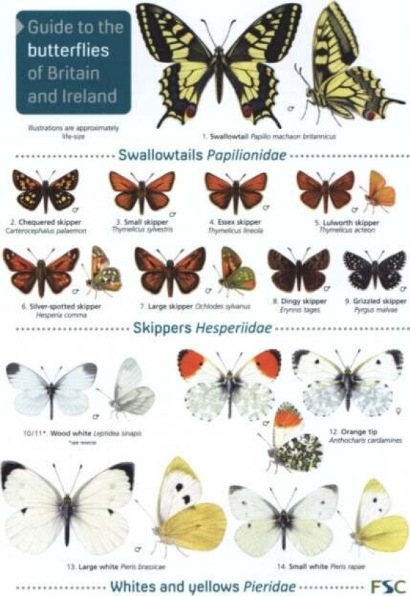 Guide to the butterflies of Britain and Ireland av John Bebbington