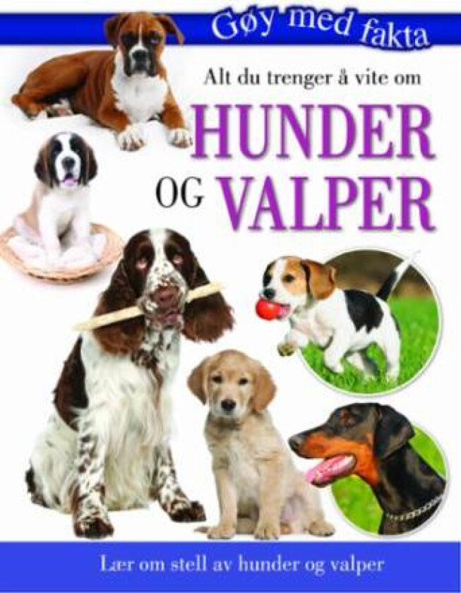 Alt du trenger å vite om hunder og valper