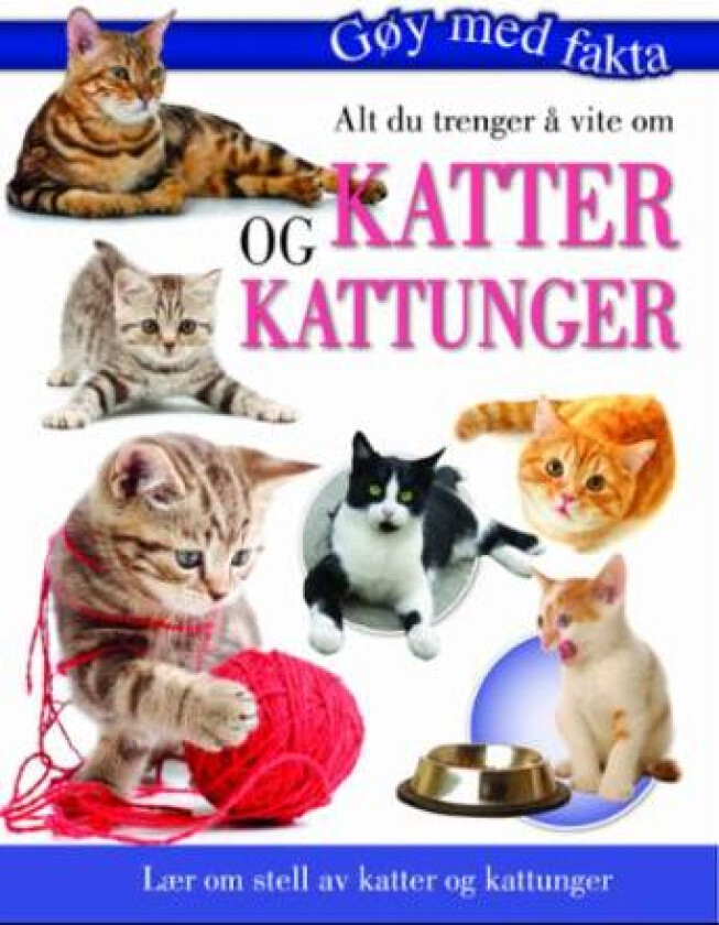 Alt du trenger å vite om katter og kattunger