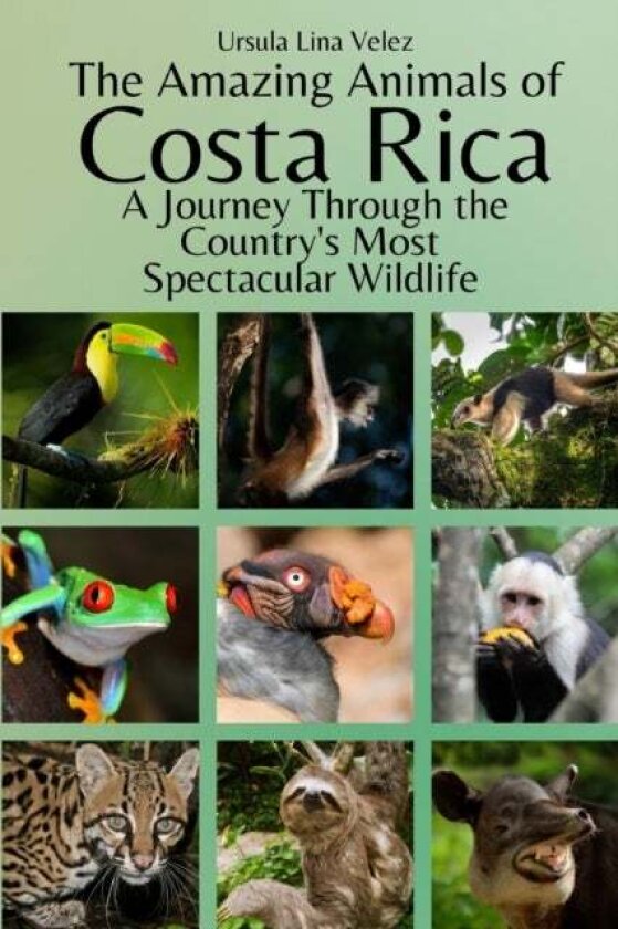 The Amazing Animals Of Costa Rica Av Ursula Lina Velez