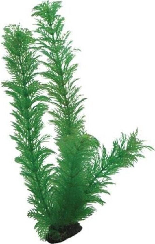Egeria 34 cm