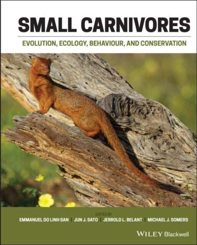 Small Carnivores