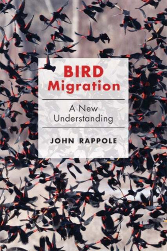 Bird Migration av John H. (Research Scientist emeritus National Zoological Park Smithsonian Institution) Rappole