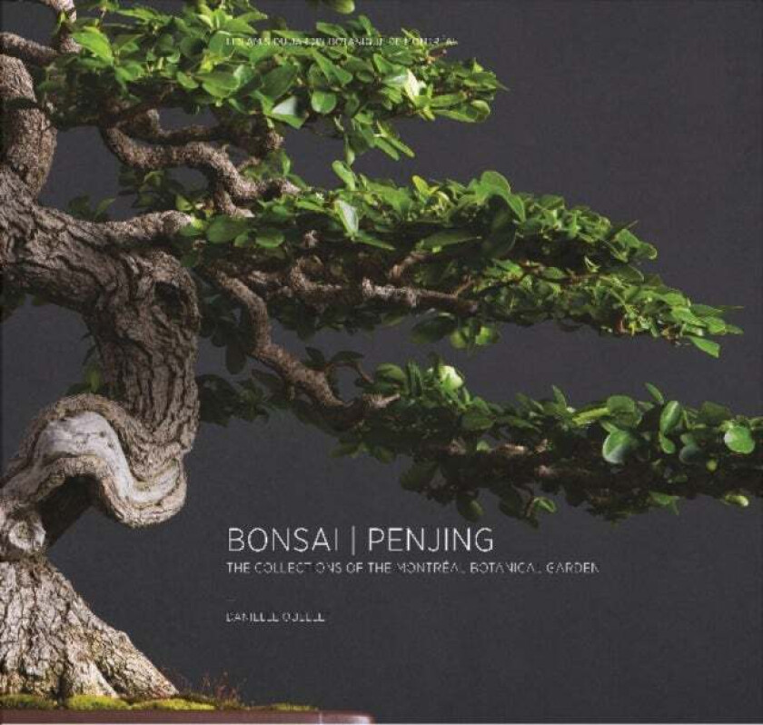 Bonsai / Penjing av Danielle Ouellet