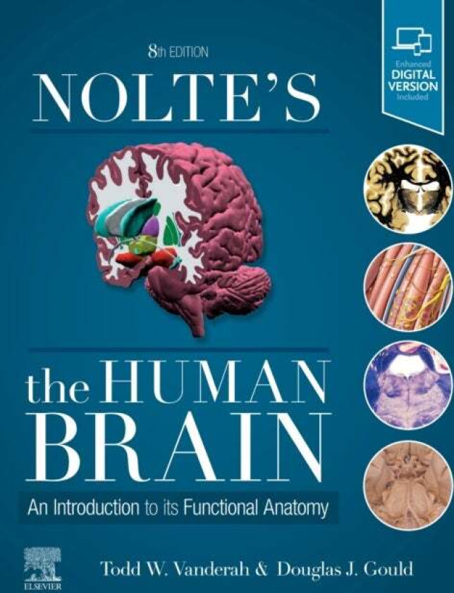 Nolte's The Human Brain av Todd W. PhD (Professor of Pharmacology Departments of Neurology and Anesthesiology) Vanderah, Douglas J. (Professor De