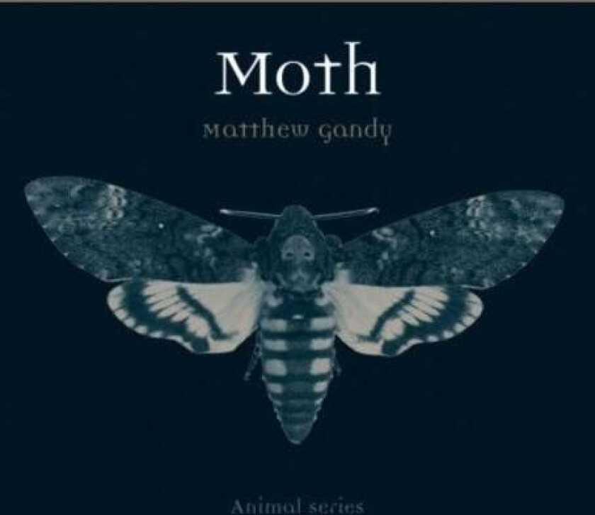 Moth av Matthew Gandy