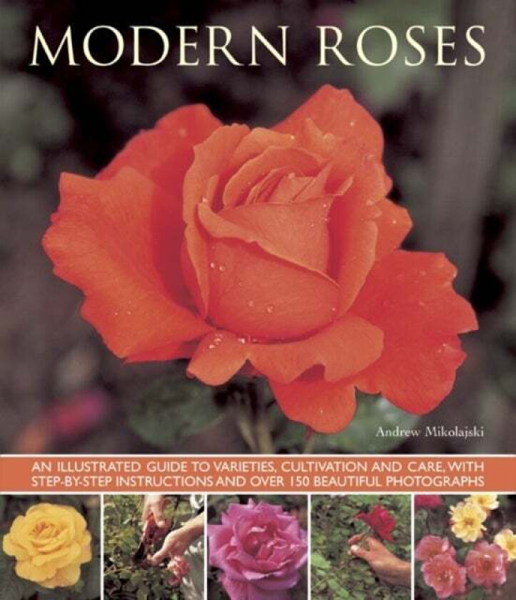 Modern Roses av Andrew Mikolajski