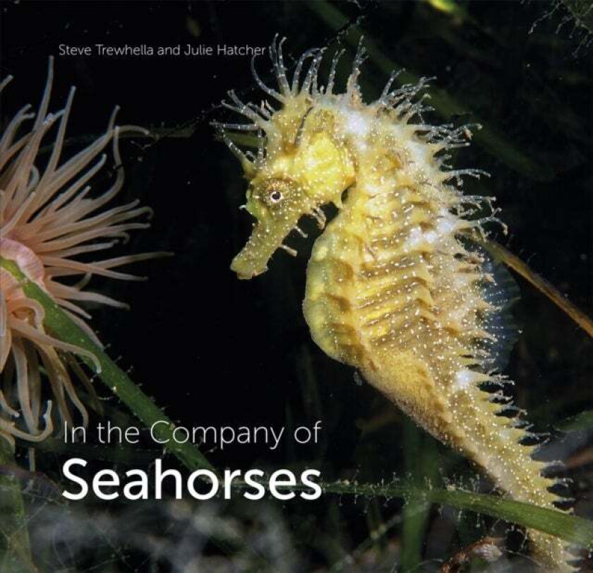 In the Company of Seahorses av Steve Trewhella, Julie Hatcher