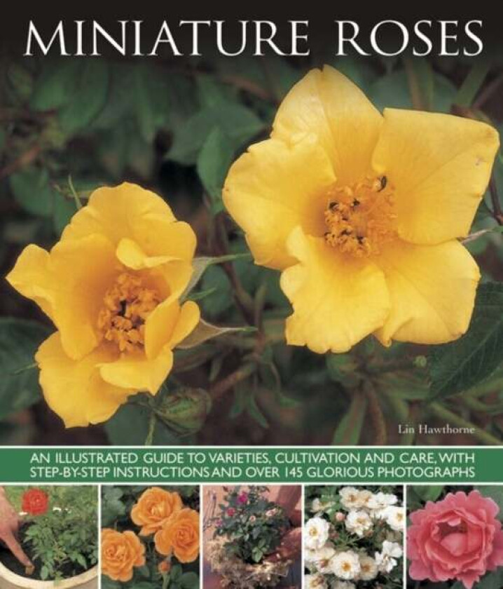 Miniature Roses av Hawthorne Lin