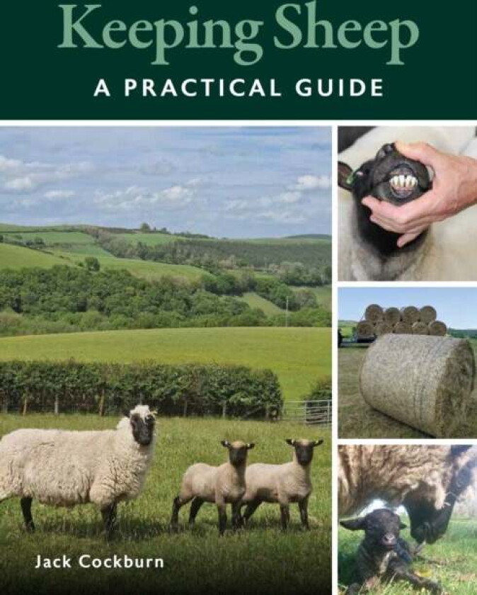 Keeping Sheep av Jack Cockburn