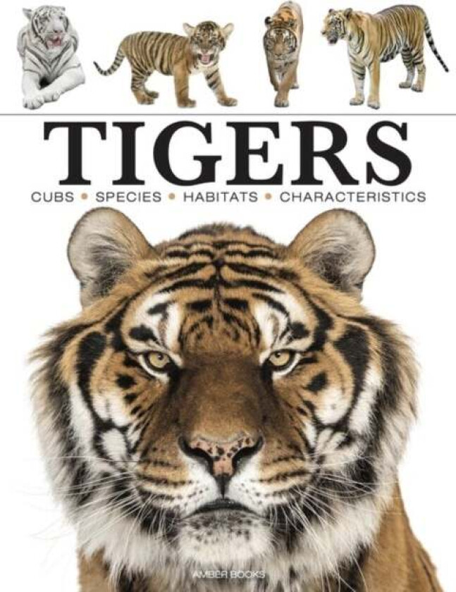 Tigers av Paula Hammond