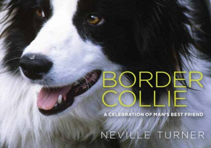 Border Collie av Neville Turner