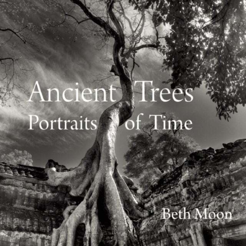 Ancient Trees av Beth Moon
