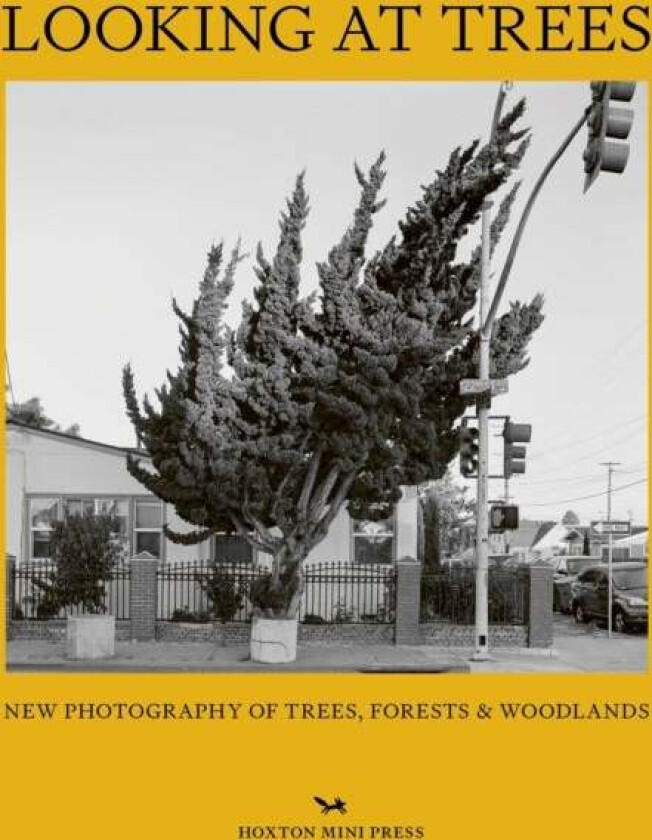 Looking At Trees av Hoxton Mini Press