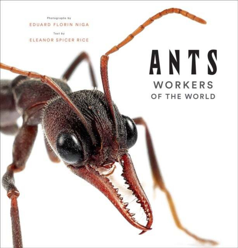 Ants: Workers of the World av Eleanor Spicer Rice