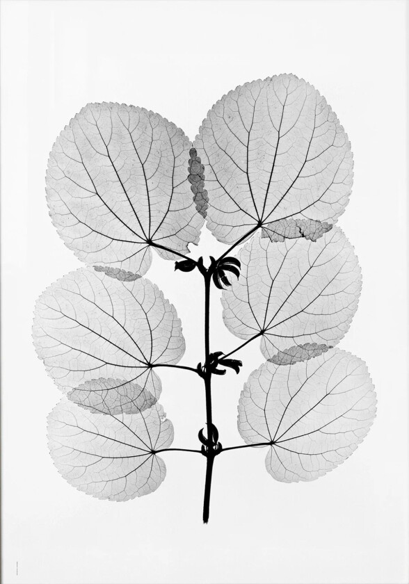 Katsura plakat 70 x 100 cm