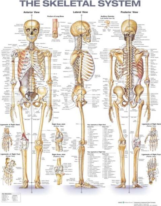 The Skeletal System Anatomical Chart