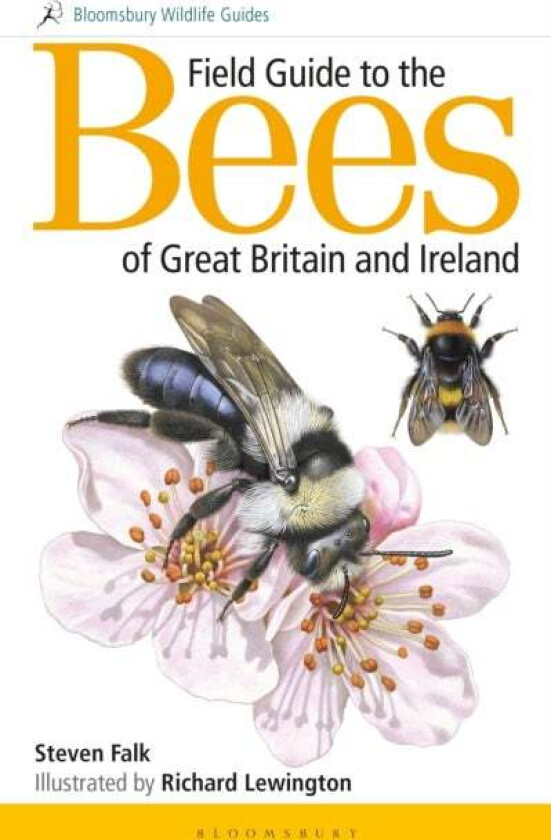 Field Guide to the Bees of Great Britain and Ireland av Steven (Author) Falk