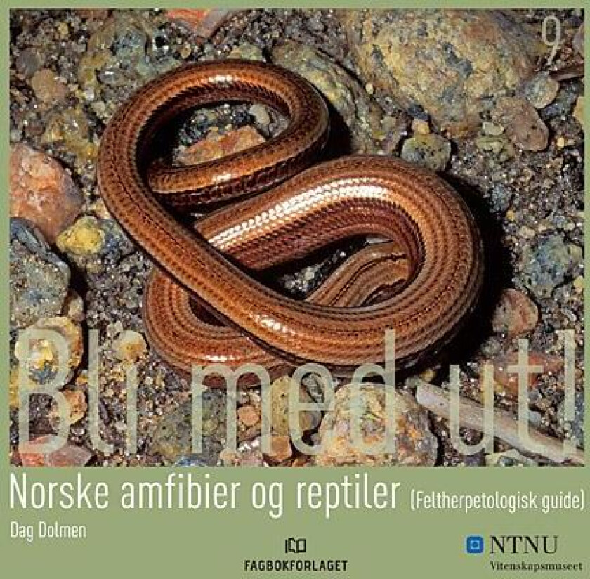 Norske amfibier og reptiler (feltherpetologisk guide) av Dag Dolmen