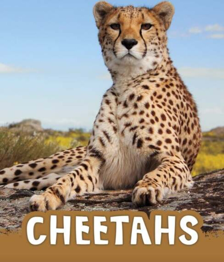 Cheetahs av Jaclyn Jaycox