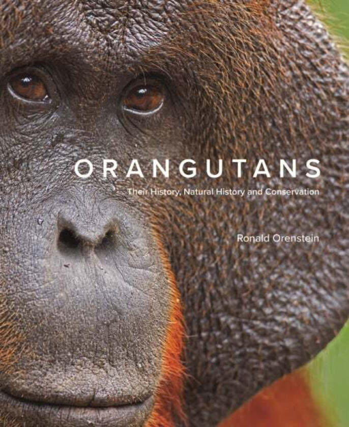 Orangutans av Ronald Orenstein