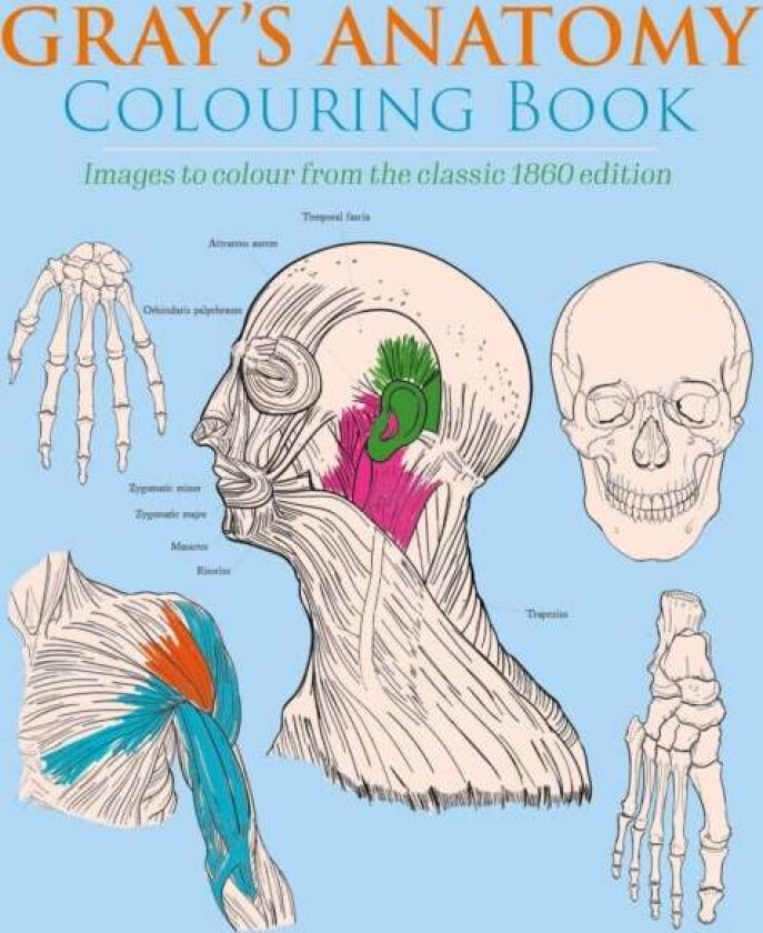 Gray's Anatomy Colouring Book av Henry Gray, Henry Carter