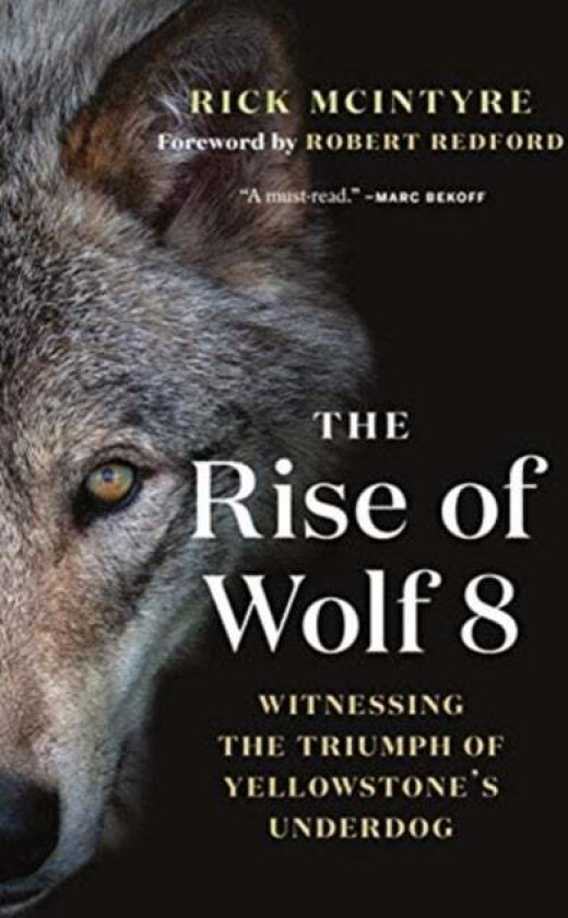 The Rise of Wolf 8 av Rick McIntyre