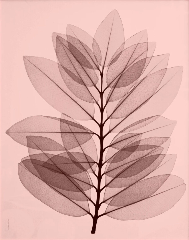 Metrosideros excelsea plakat 40 x 50 cm